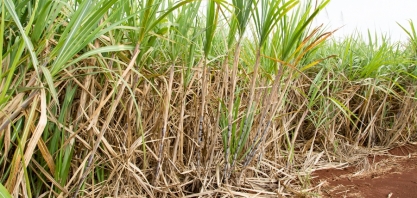 Pesquisadores investigam ações para ampliar produtividade no plantio da cana-de-açúcar