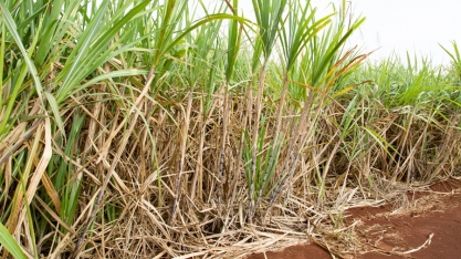Pesquisadores investigam ações para ampliar produtividade no plantio da cana-de-açúcar