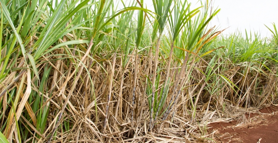 Espaçamento entrelinha de 90 cm apresentou a maior produtividade para o tratamento irrigado e sequeiro (crédito: Gerhard Waller)