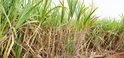 Menor espaçamento entrelinhas de cana-de-açúcar gera maior produtividade