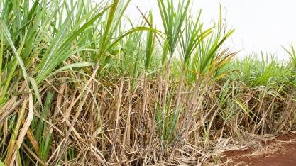 Menor espaçamento entrelinhas de cana-de-açúcar gera maior produtividade