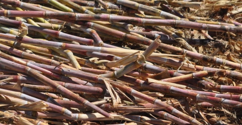 Cana-de-açúcar é uma das diversas fontes de biomassa. Foto: Goreti Braga