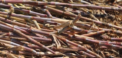 Potencial de produção de biomassa para energia em Goiás é debatida em reunião virtual