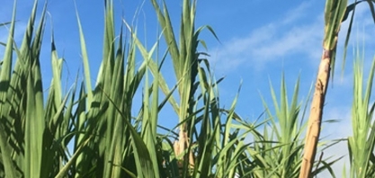 Asplana: confira o valor da ATR final da safra 19/20!