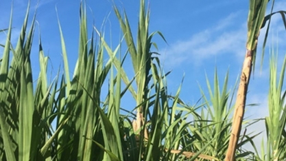 Asplana: confira o valor da ATR final da safra 19/20!