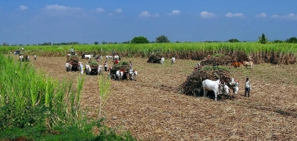 Colheita de cana-de-açúcar da Índia tem atrasos com impactos da Covid-19 no país