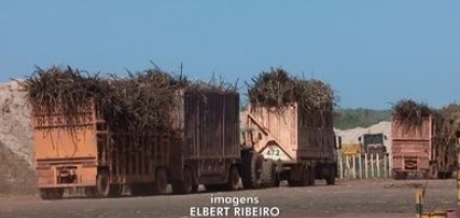 Produtores de União, no Piauí, têm safra recorde de cana-de-açúcar em 2020