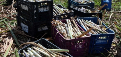Produtores atendidos pela ATeG do Senar e Asplan recebem clones promissores de cana-de-açúcar