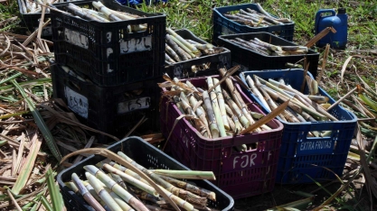 Produtores atendidos pela ATeG do Senar e Asplan recebem clones promissores de cana-de-açúcar