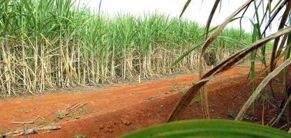 Indústria de açúcar da Paraíba começa a exportar para os EUA