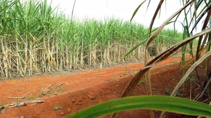 Indústria de açúcar da Paraíba começa a exportar para os EUA