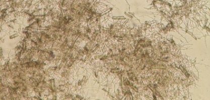 Coquetel enzimático desenvolvido no Brasil potencializa produção de etanol de segunda geração