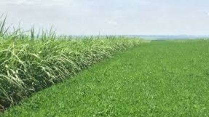 O Show da rotação de cultura amendoim e cana-de-açúcar: passo a passo
