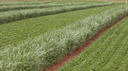 Meiosi turbina os canaviais, mas é preciso que seja bem-feita