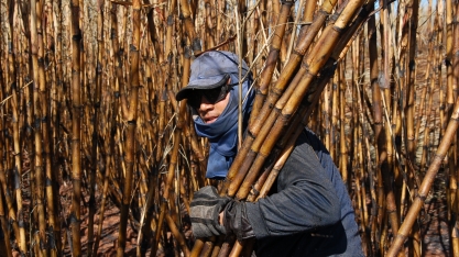 Cana-de-açúcar faz com que Pernambuco seja o maior empregador da região Nordeste