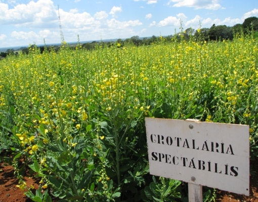 Por conter uma substância que mata por ingestão, Crotalaria spectabilis é uma arma poderosa no combate a algumas espécies de nematoides