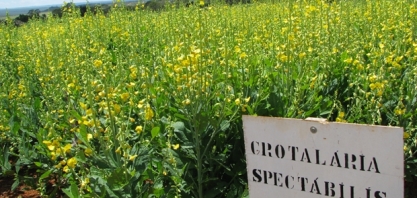 Manejo de nematoides nos canaviais vai de Crotalária spectabilis a nematicidas químicos e biológicos