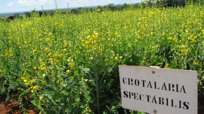 Manejo de nematoides nos canaviais vai de Crotalária spectabilis a nematicidas químicos e biológicos