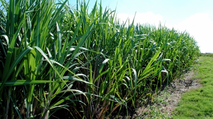 Cana-de-açúcar - Projeto Pluricana inicia nova fase I Programa Terra Sul