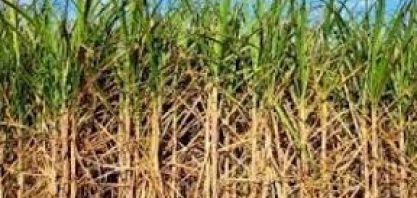 Raízen fecha venda de pellets de biomassa a empresas europeias