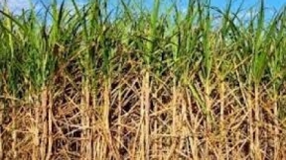 Raízen fecha venda de pellets de biomassa a empresas europeias