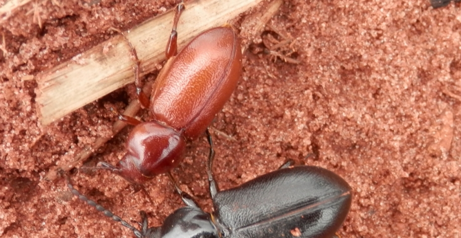 Para o controle de Migdolus, a barreira química pode ser usada tanto no preparo do solo quanto no sulco de plantio. Foto: Divulgação Usina Santa Terezinha