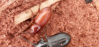 Barreira química é técnica essencial para controle de Cupins, Migdolus e Sphenophorus levis