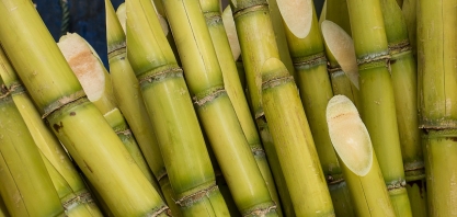 Seca provoca queda de mais de 6% na safra da cana em Pirassununga