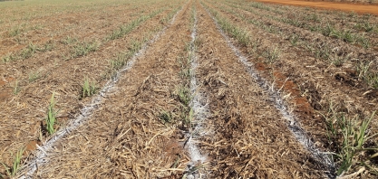 O uso do calcário na lavoura canavieira