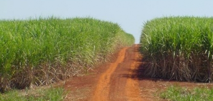 Corteva Agriscience apresenta inovações para cana-de-açúcar no 16º Insectshow