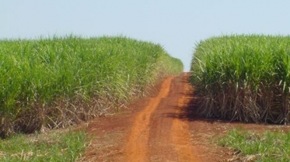 Corteva Agriscience apresenta inovações para cana-de-açúcar no 16º Insectshow