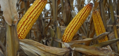 Licença ambiental é emitida pela Sema para a instalação da usina de etanol de milho em Jaciara (MT)