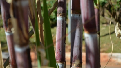 Corte de recursos prejudica pesquisas