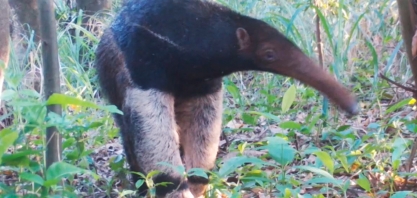 Copersucar: projeto ambiental recupera áreas nativas e reabilita fauna silvestre