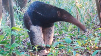 Copersucar: projeto ambiental recupera áreas nativas e reabilita fauna silvestre