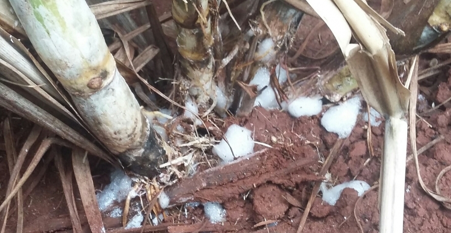 Danos da Cigarrinha na cana-de-açúcar