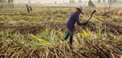 Produção de açúcar da Tailândia deve diminuir 5% em 2020/21, diz USDA