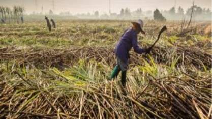Produção de açúcar da Tailândia deve diminuir 5% em 2020/21, diz USDA