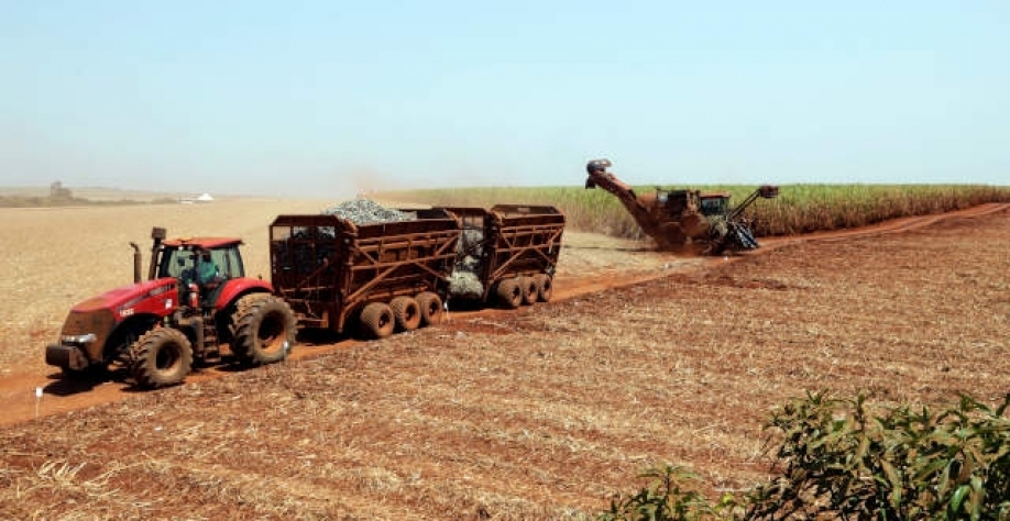 Todo esse atraso no desenvolvimento fisiológico deve fazer com que o produtor processe cana com idade menor (Imagem: Reuters/Paulo Whitaker)