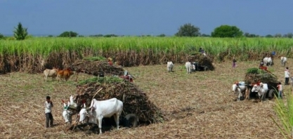 Produção de açúcar da Índia deve crescer 13% em 2020/21 – Associação