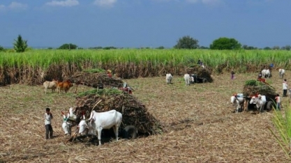 Produção de açúcar da Índia deve crescer 13% em 2020/21 – Associação