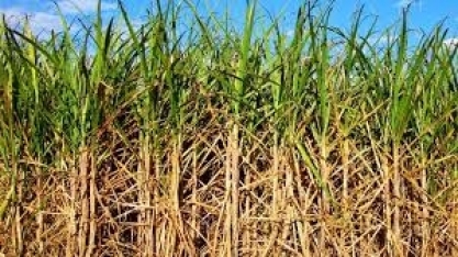 Pernambuco bate recorde na produção agrícola em 2019