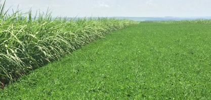 O Show da rotação de cultura amendoim e cana-de-açúcar: passo a passo