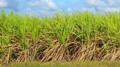 Safra brasileira de cana de açúcar 2020/21: bem melhor que o esperado