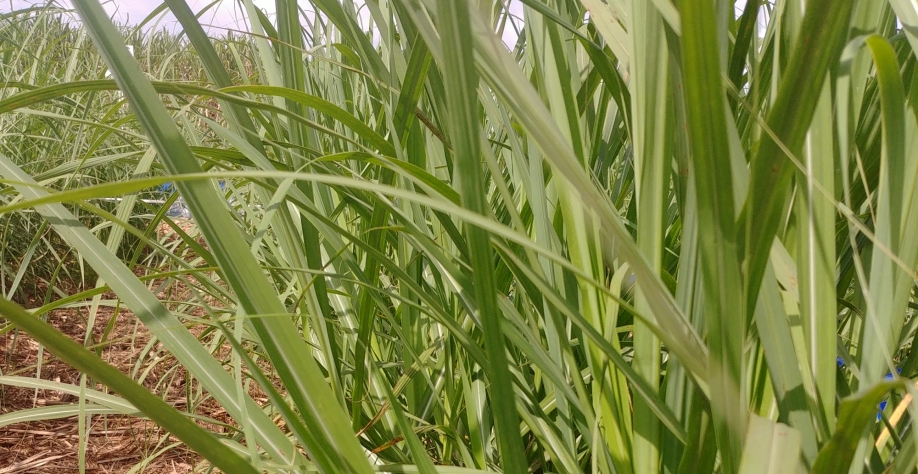 Cana perde espaço para outras culturas