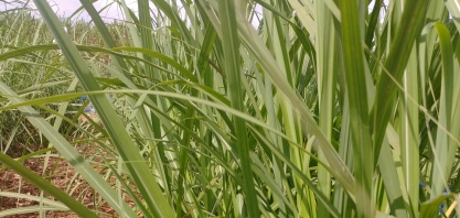 Redução de área provocará queda na oferta de cana na próxima safra