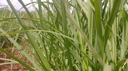 Redução de área provocará queda na oferta de cana na próxima safra