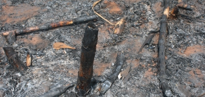 Itaú BBA aponta fatores que devem reduzir a oferta mundial de açúcar na safra 2020/21