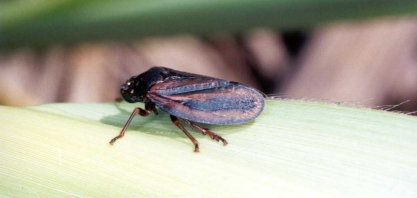 Dependendo da variedade de cana, a cigarrinha-das-raízes reduz em até 70% da produtividade dos canaviais