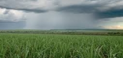 Cana: Chuva dos últimos dias no Centro-Sul beneficia lavoura mas pode ser insuficiente